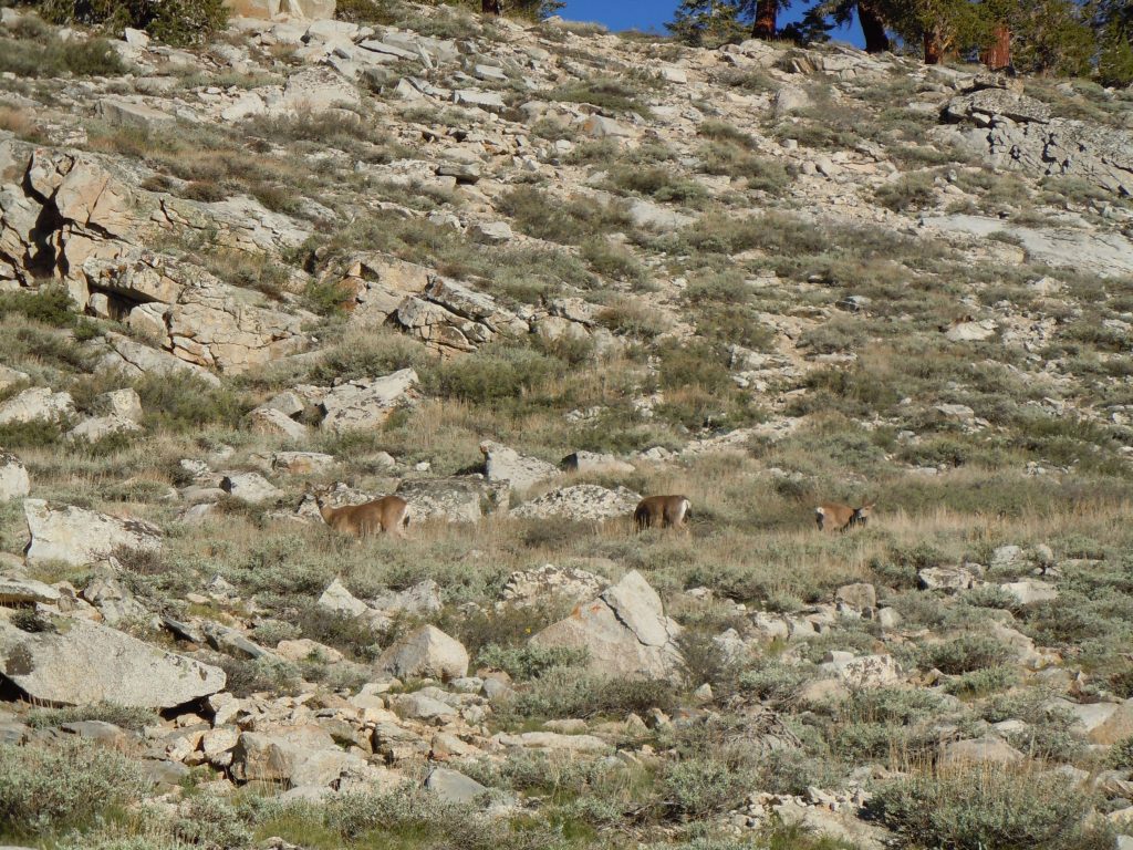Group Of deer on Kearsarge Pass Trail
