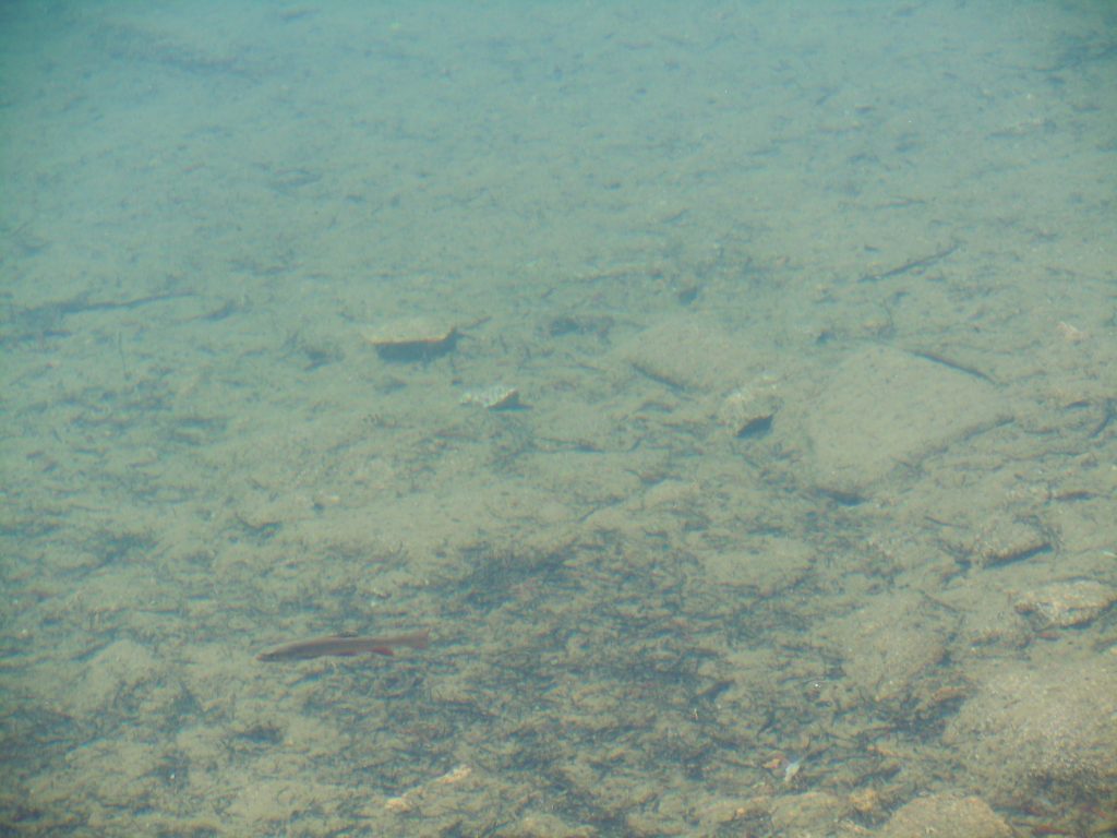 Trout swimming in the clear water