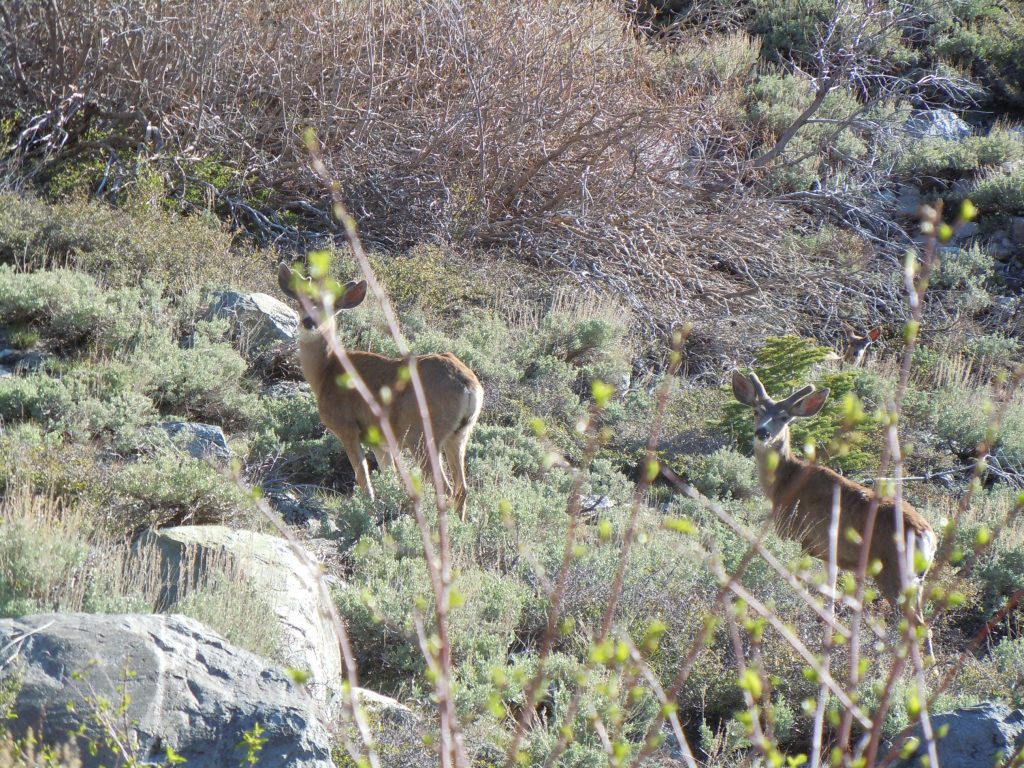 Male deer on Kearsarge Pass Trail