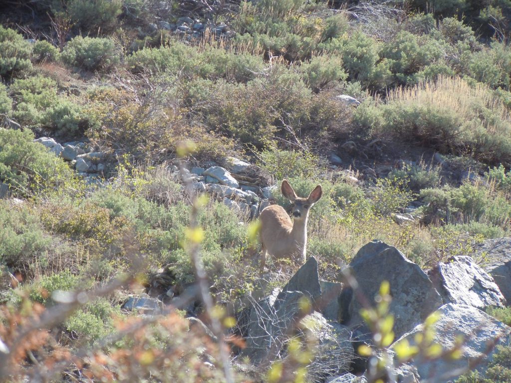 Inquisitive Female Deer on Kearsarge Pass Trail