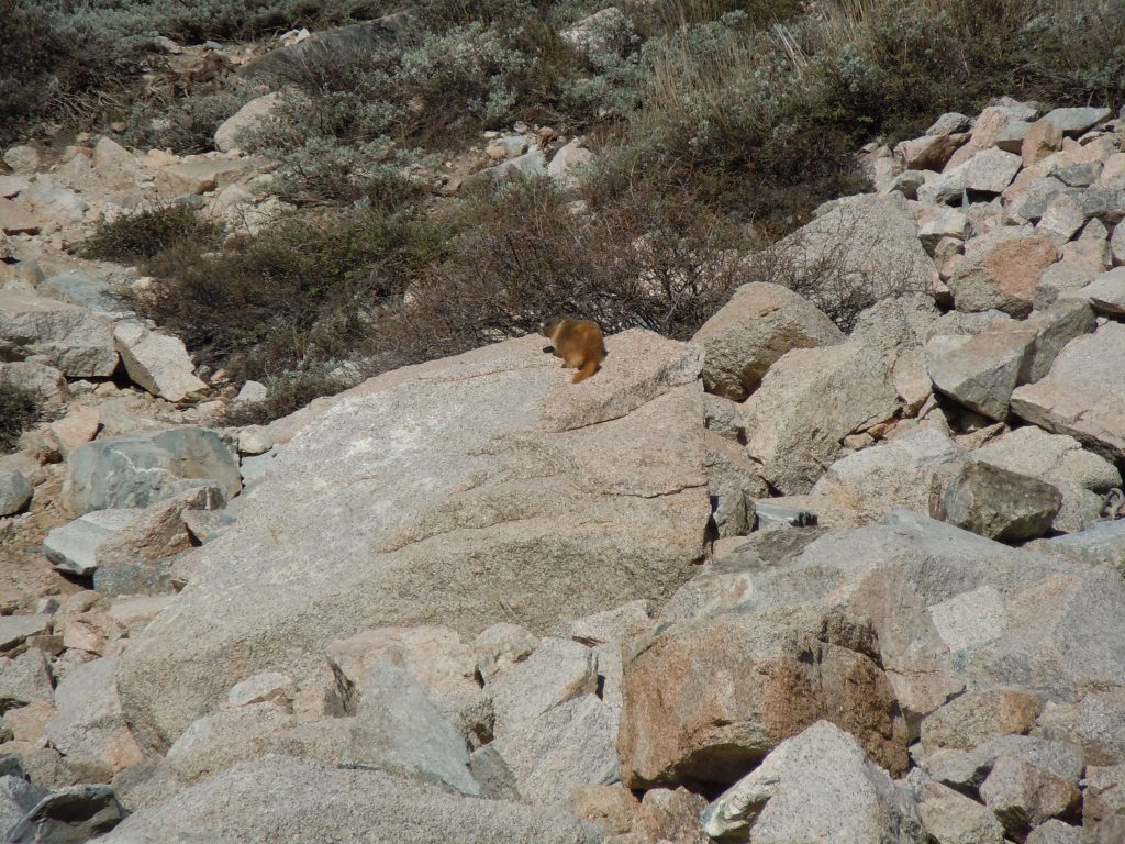 Marmot on the rocks of Kearsarge Pass Trail