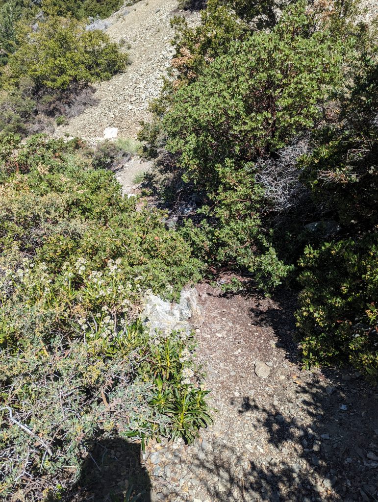 overgrowth on Chapman trail
